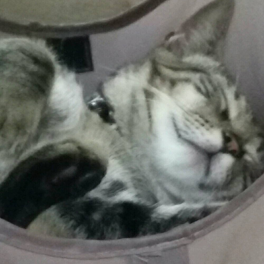 Meet your Posher, Ari